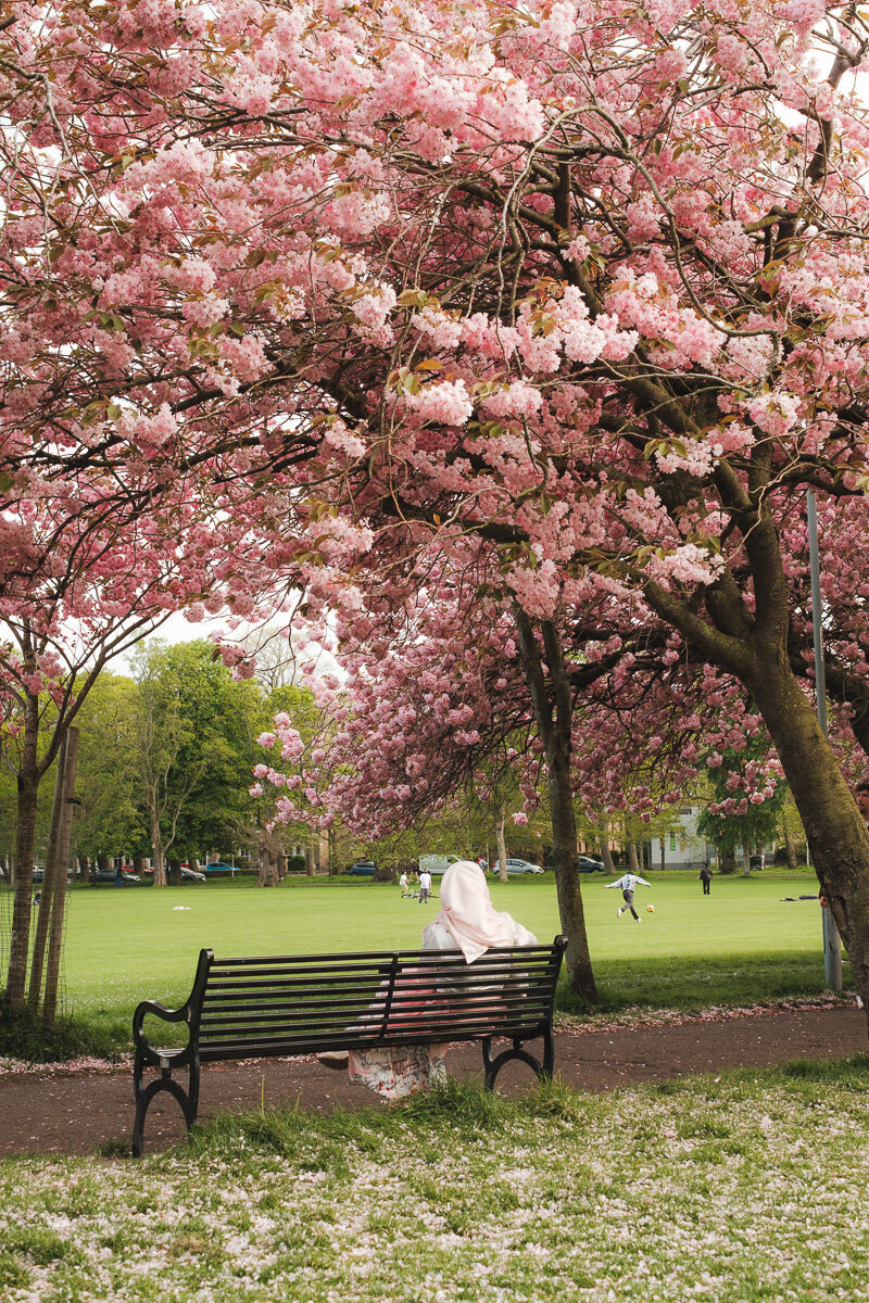 Edinburgh blossom photo 02