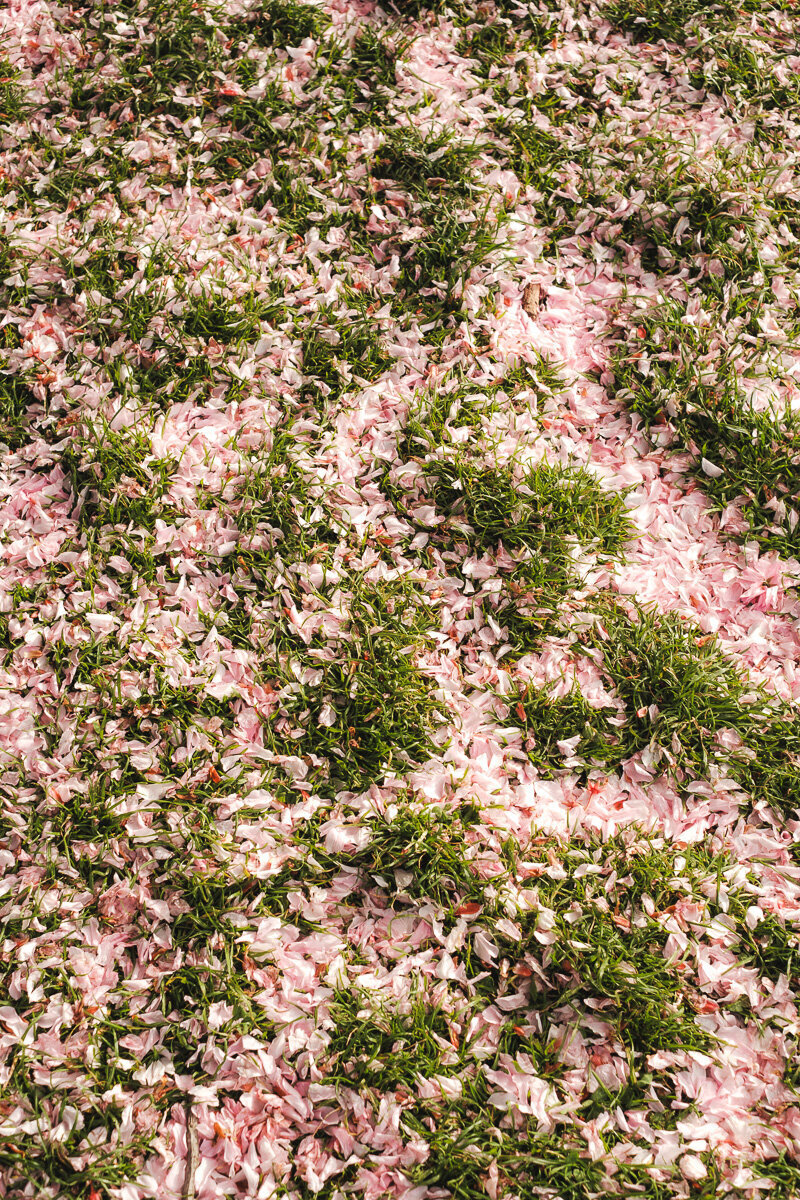 Edinburgh blossom photo 05